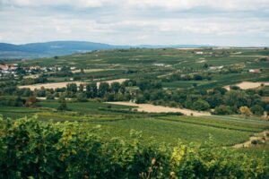 Photo Wine Regions of Tuscany