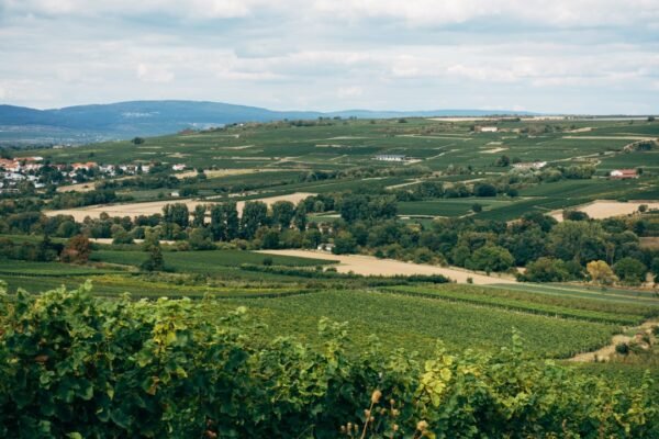 Photo Wine Regions of Tuscany